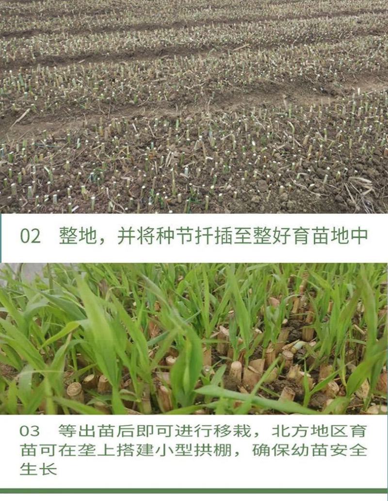 甜象草种节皇竹草种节巨茵草节养殖饲料猪牛羊马牧草种子批发