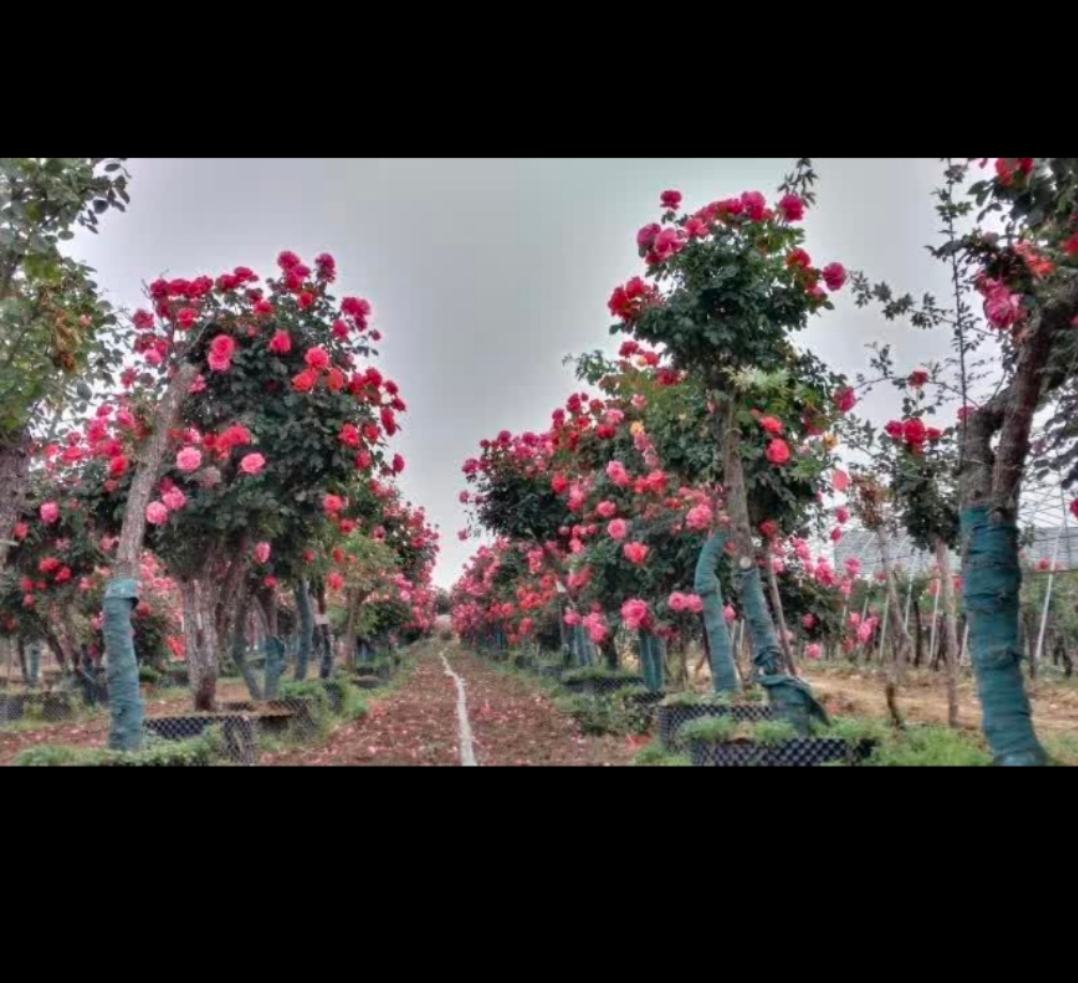 雏菊与小雏菊在花坛中的应用