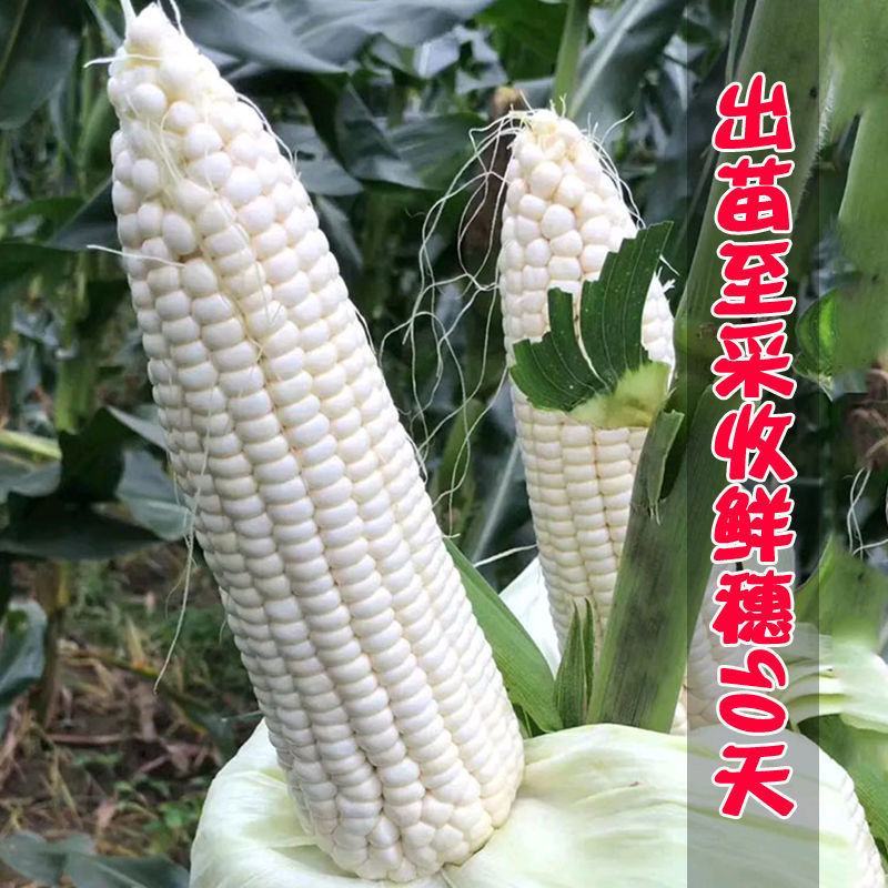 珍甜银糯玉米种籽孑超白甜粘糯玉米高产春秋四季大田用种子