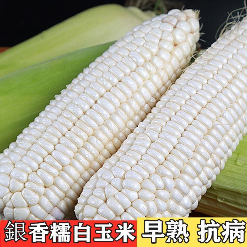珍甜银糯玉米种籽孑超白甜粘糯玉米高产春秋四季大田用种子