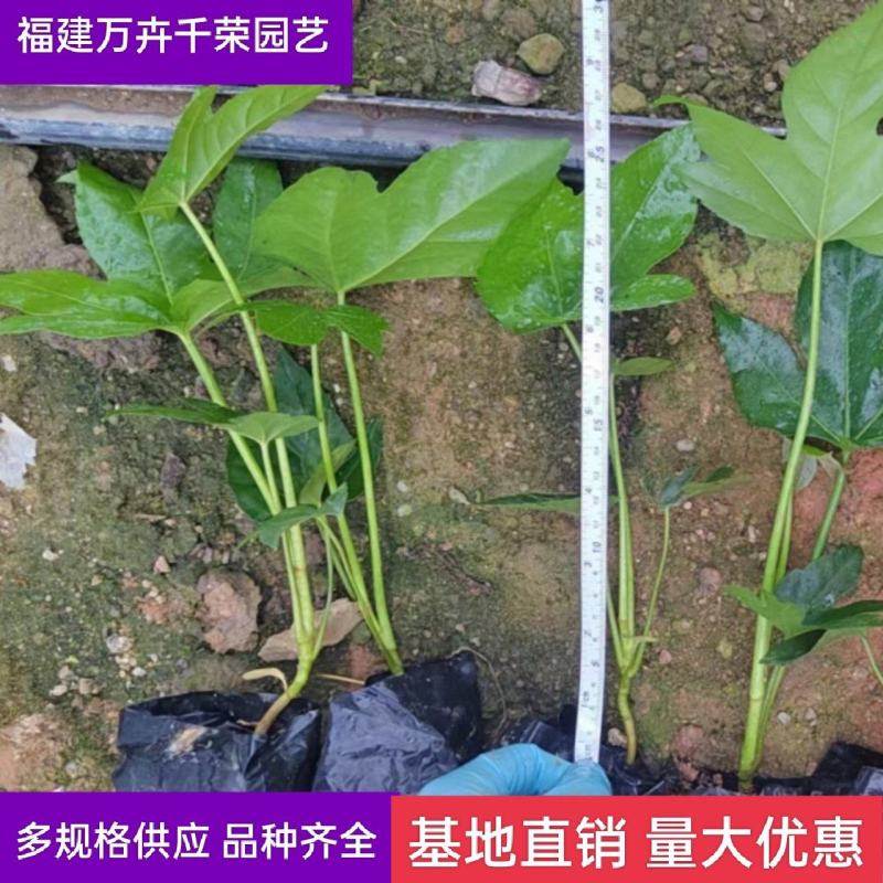 批发八角金盘袋苗各种规格耐阴植物庭院绿化地被苗木