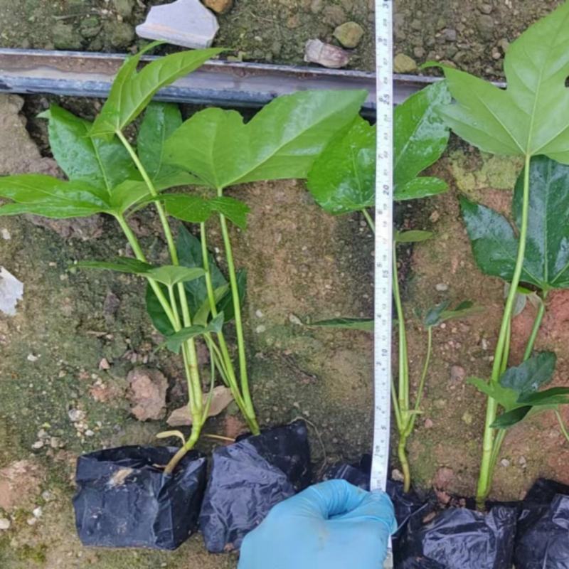 批发八角金盘袋苗各种规格耐阴植物庭院绿化地被苗木