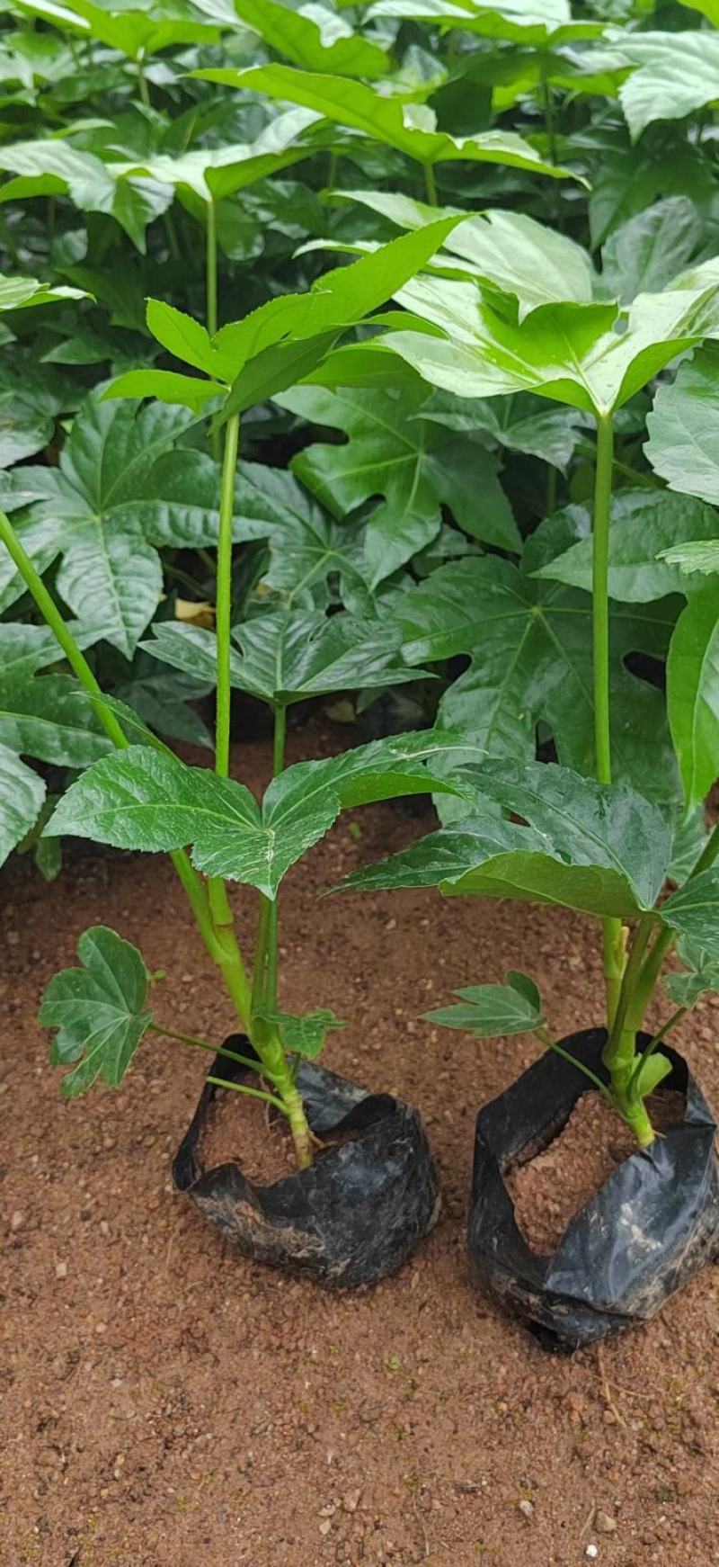 批发八角金盘袋苗各种规格耐阴植物庭院绿化地被苗木