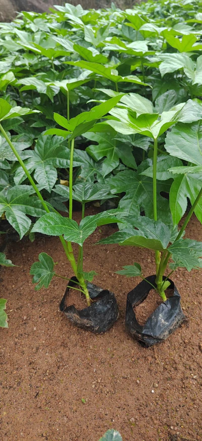 批发八角金盘袋苗各种规格耐阴植物庭院绿化地被苗木