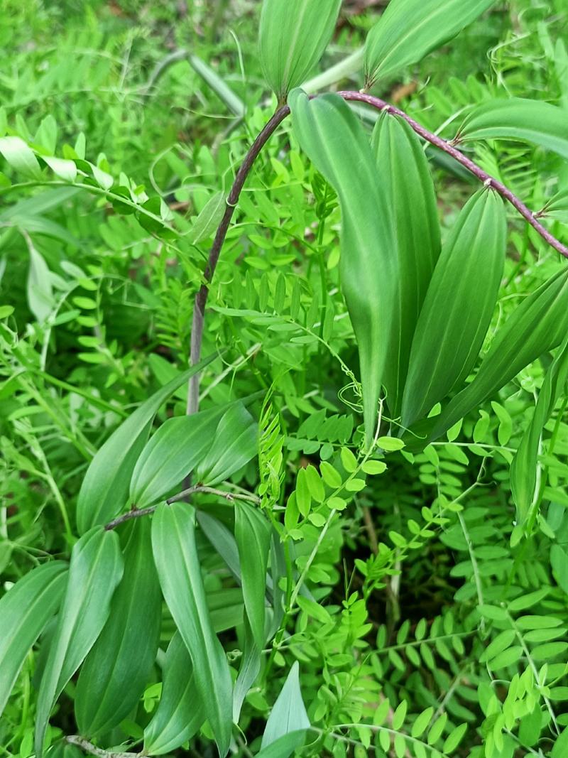 多花倒苗黄精苗3年苗