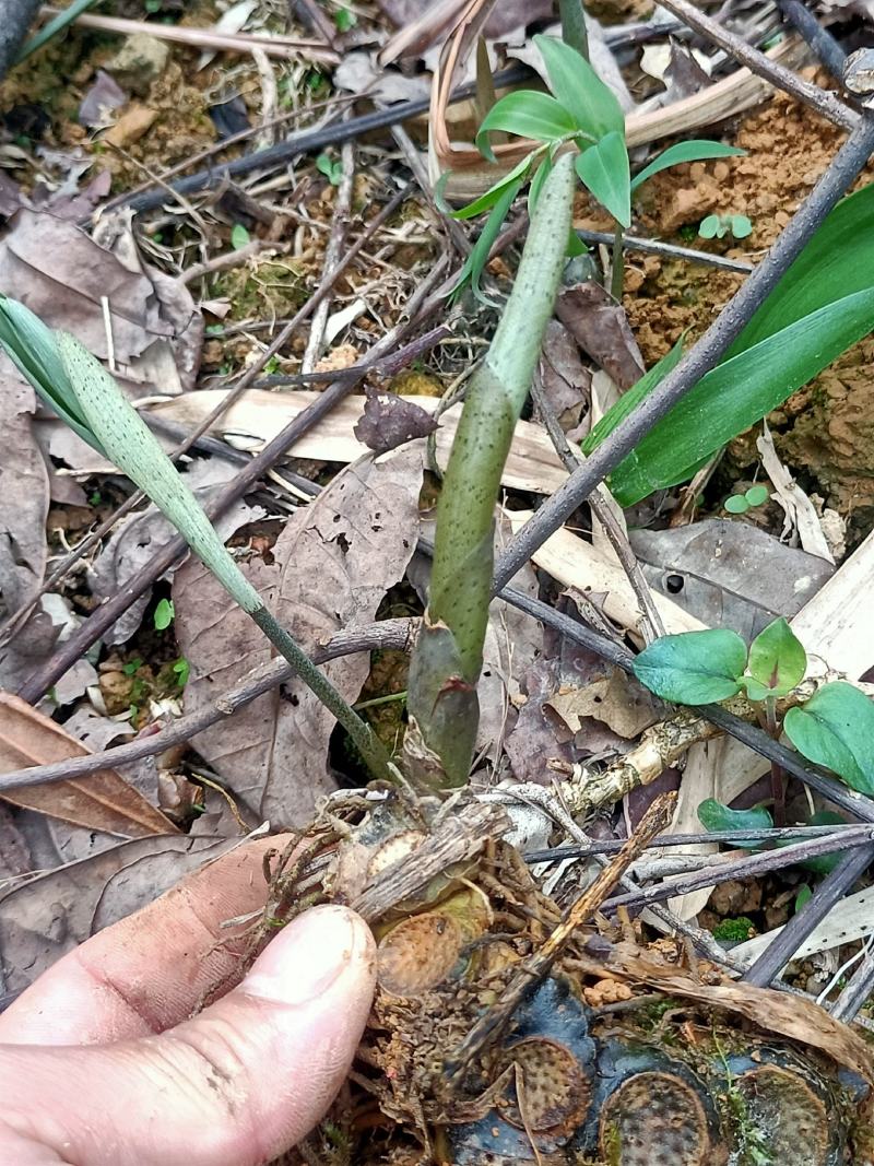 多花倒苗黄精苗3年苗