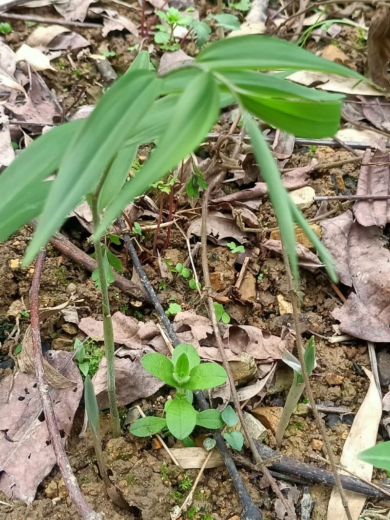 多花倒苗黄精苗3年苗
