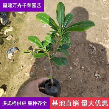 海桐小苗海桐球小苗海桐小苗园林工程苗木基地批发量大从优