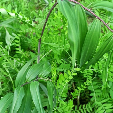 多花倒苗黄精苗3年苗