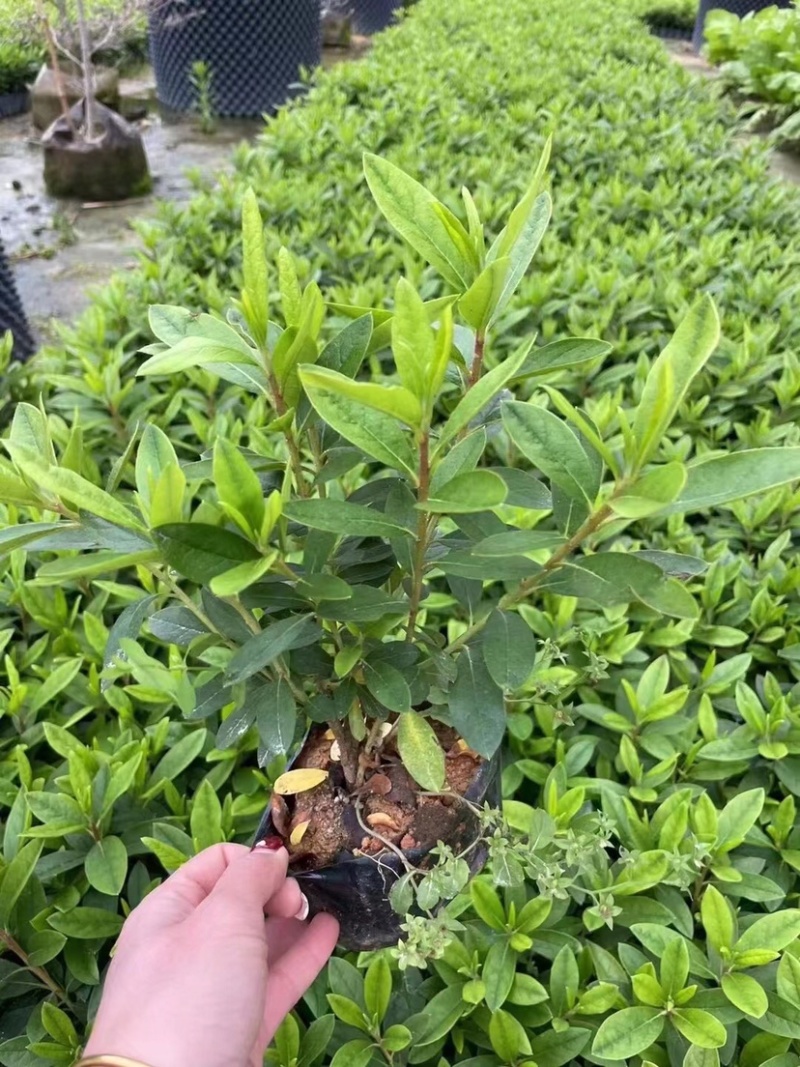 毛杜鹃基地直发，货源充足质量保证各品类的地被苗均有