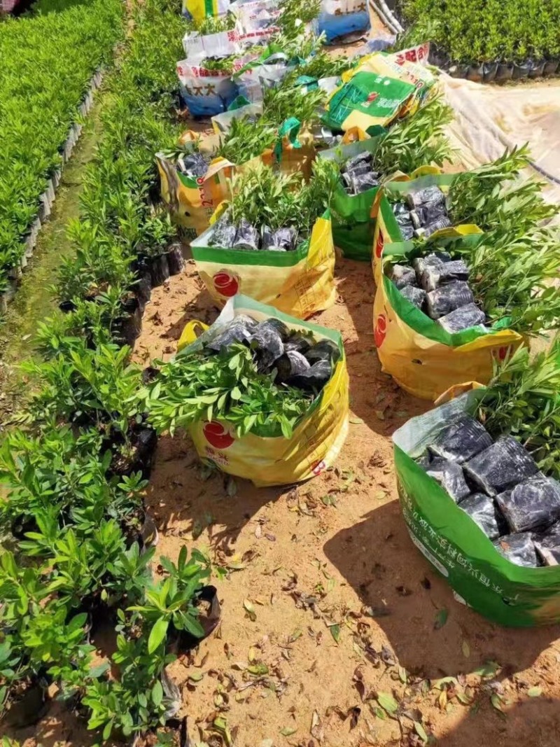 毛杜鹃基地直发，货源充足质量保证各品类的地被苗均有