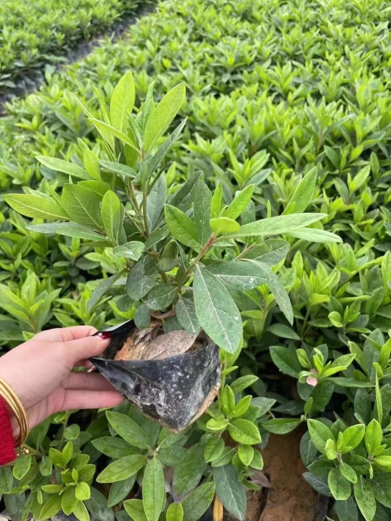 毛杜鹃基地直发，货源充足质量保证各品类的地被苗均有