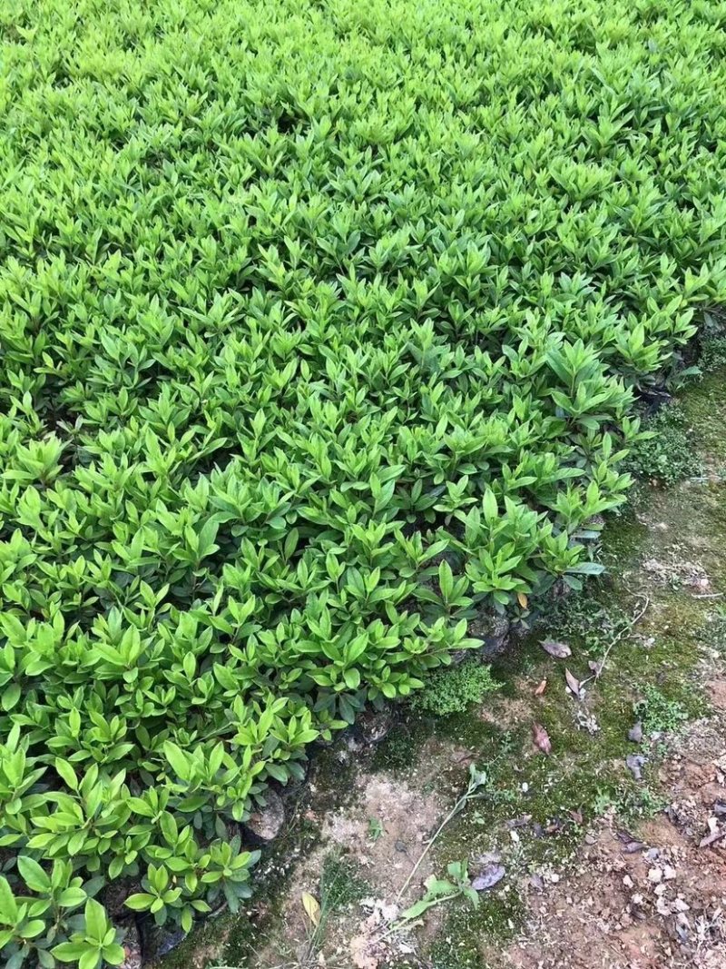 毛杜鹃基地直发，货源充足质量保证各品类的地被苗均有