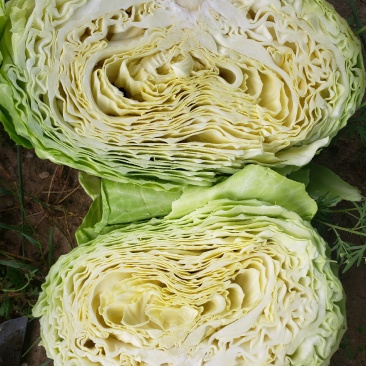 奥奇娜扁包菜大量上市，产地直供，需要的联系我