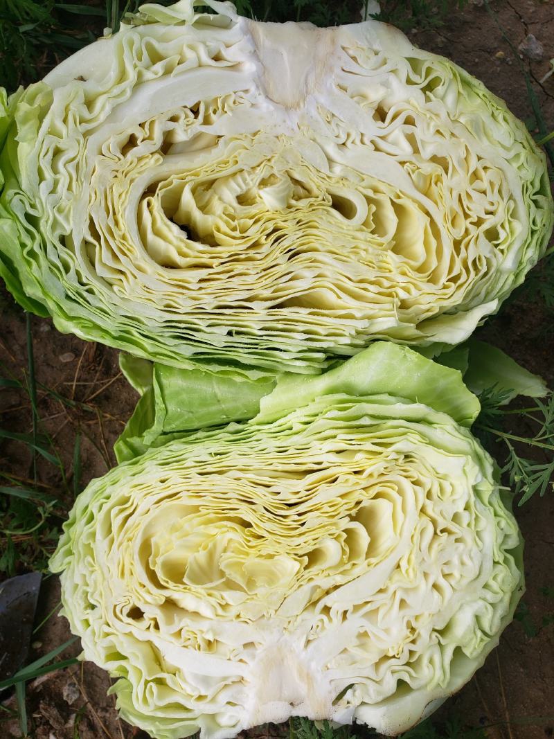 奥奇娜扁包菜大量上市，产地直供，需要的联系我