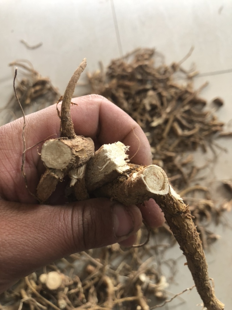 陕西商洛苦参段，
