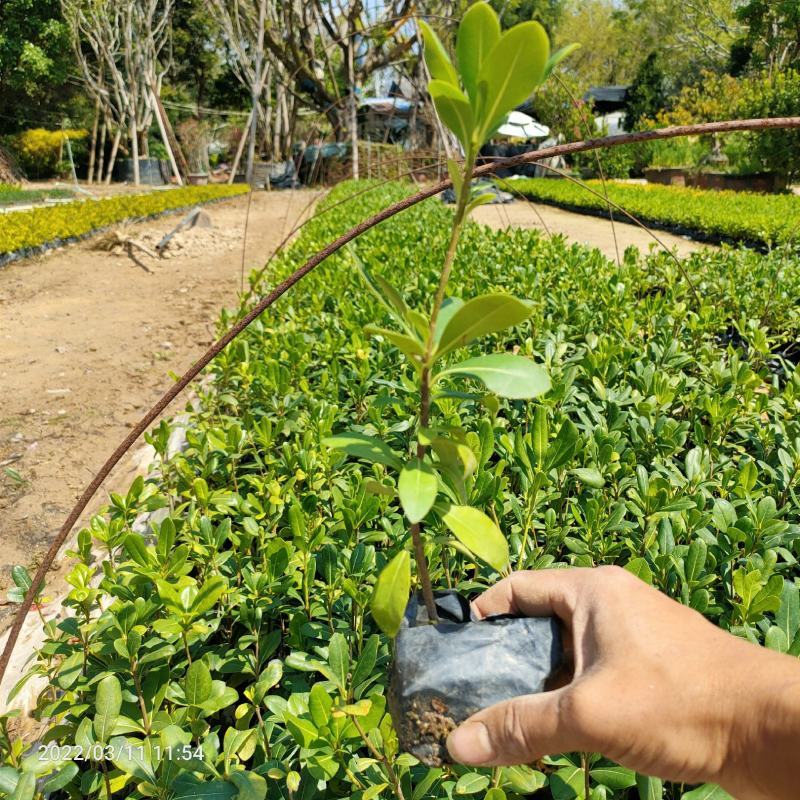 海桐小苗海桐球小苗海桐小苗园林工程苗木基地批发量大从优