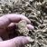 陕西商洛苦参段，