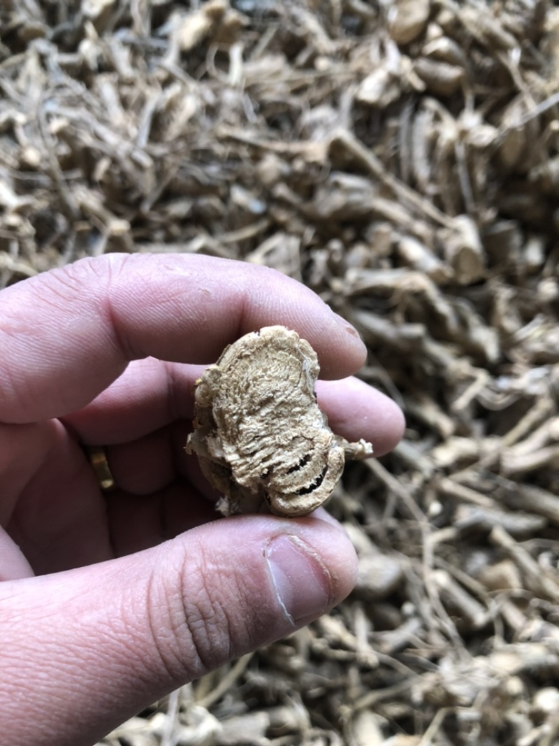 陕西商洛苦参段，