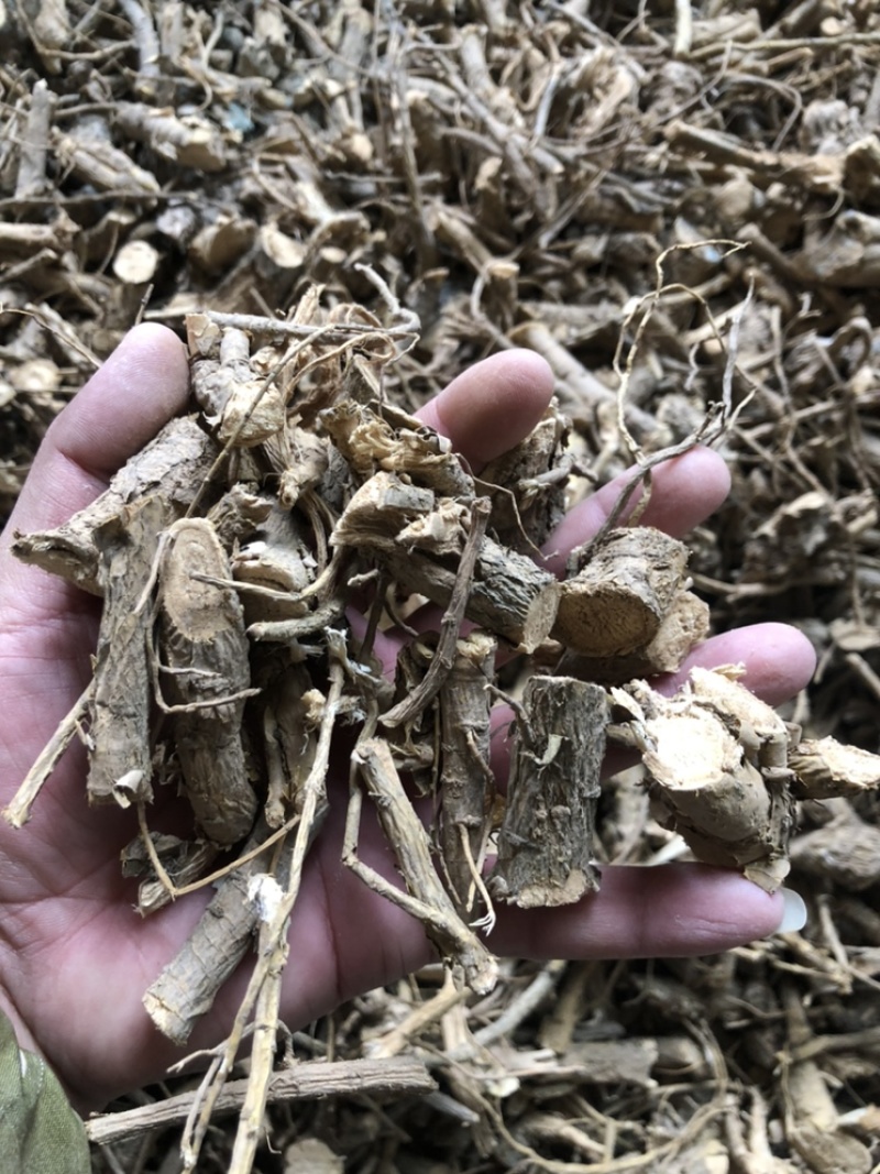 陕西商洛苦参段，