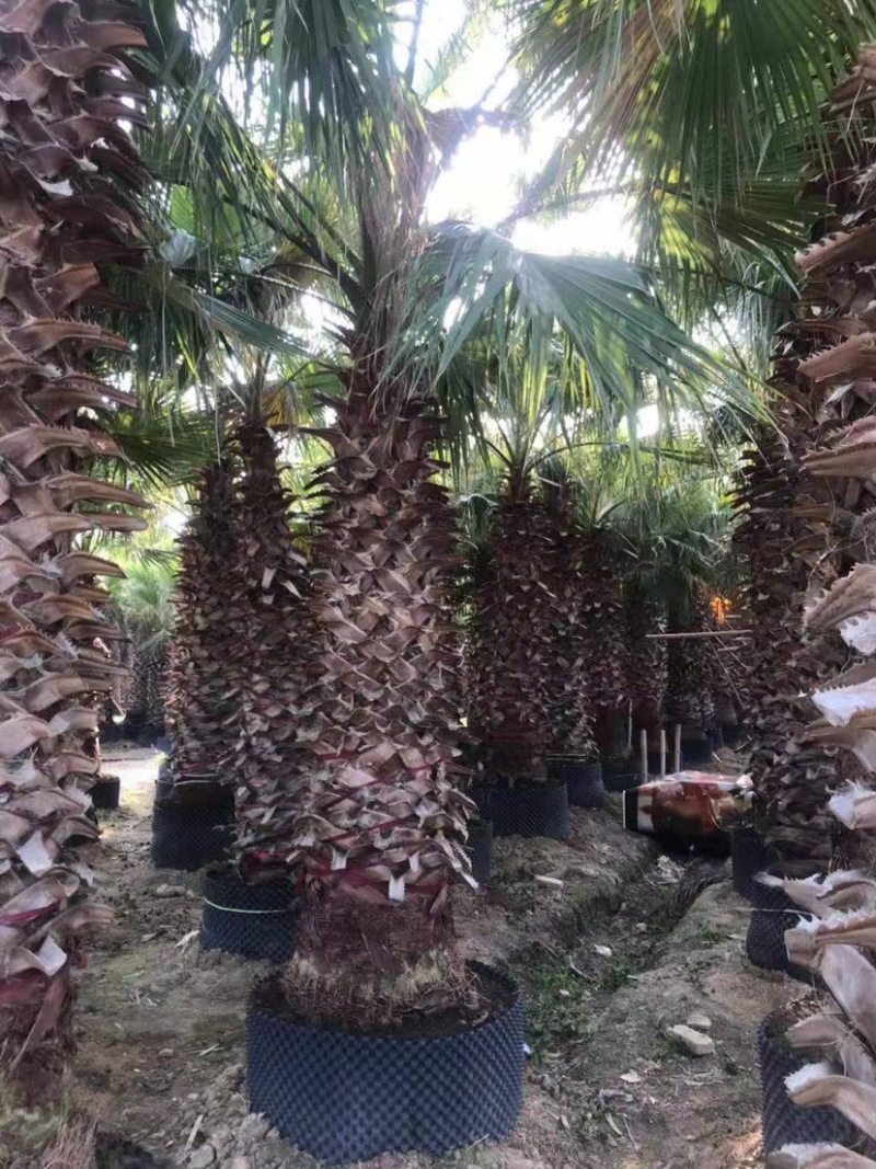 蒲葵杆高4-5米胸径20-30公分漳州蒲葵种植基地苗农