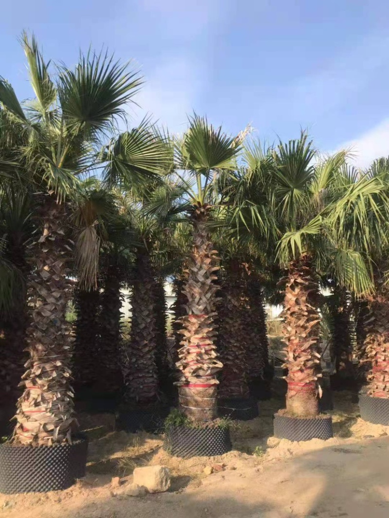 蒲葵杆高4-5米胸径20-30公分漳州蒲葵种植基地苗农