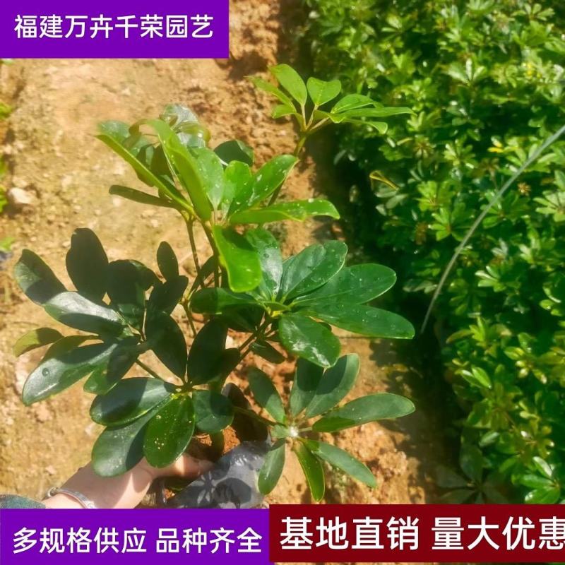 鸭脚木鹅掌柴园林绿化地被苗大量供应各种规格鹅掌柴