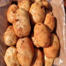 【云南】丽薯6号土豆品质实力代办对接各级客商