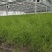 优质高产芦笋苗根山东种植合作社培育优良芦笋苗根科技园紫笋