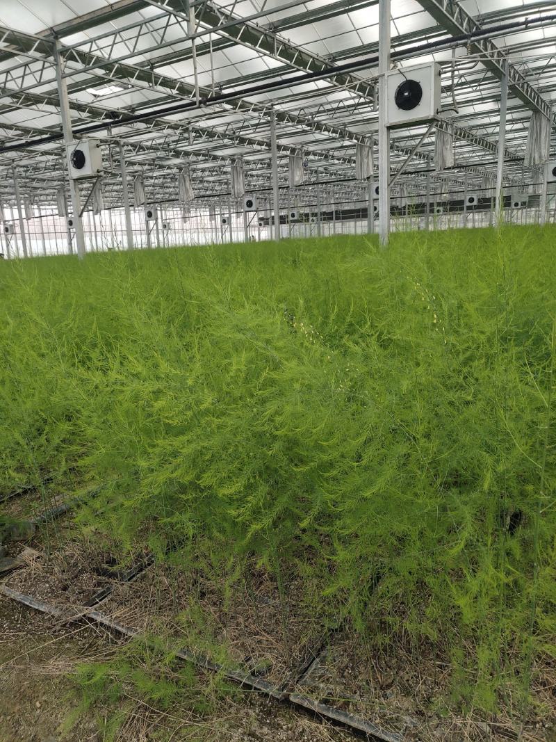 优质高产芦笋苗根山东种植合作社培育优良芦笋苗根科技园紫笋