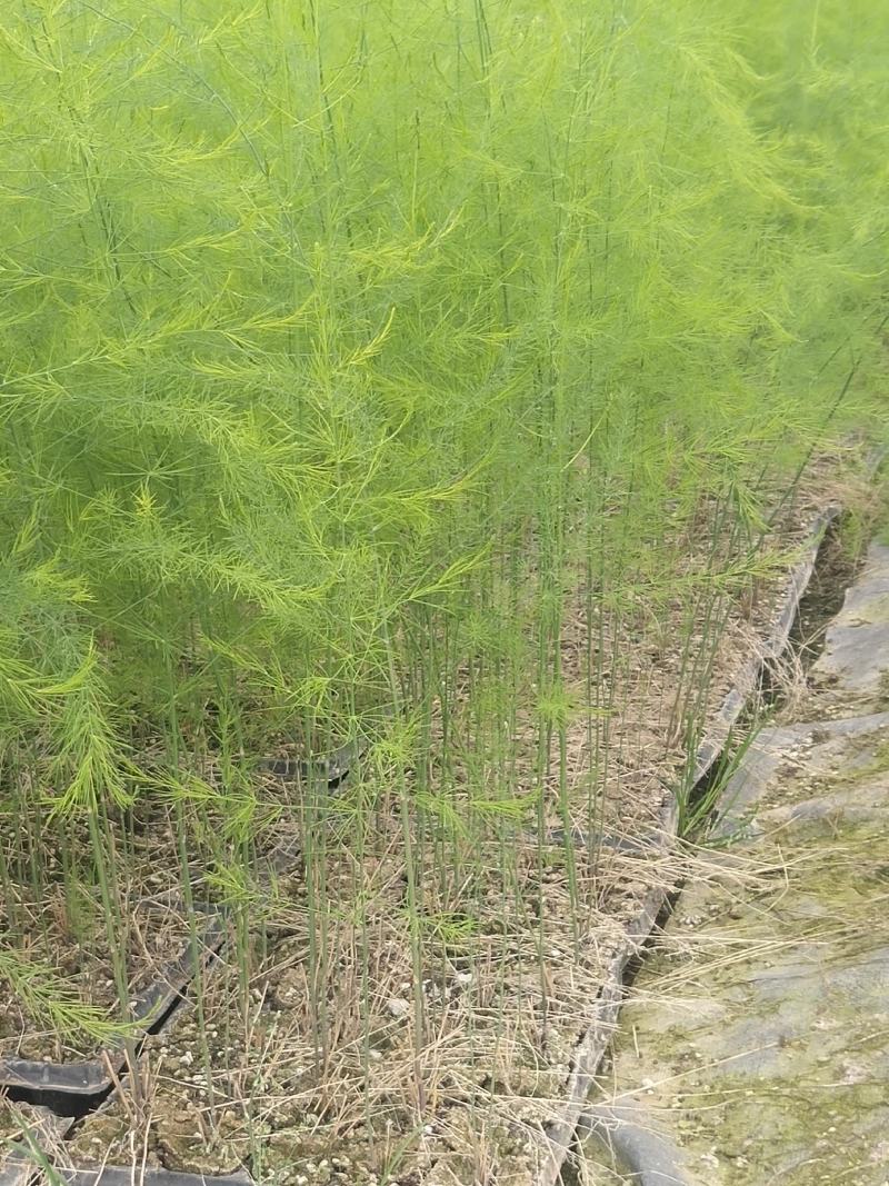 优质高产芦笋苗根山东种植合作社培育优良芦笋苗根科技园紫笋