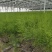 优质高产芦笋苗根山东种植合作社培育优良芦笋苗根科技园紫笋