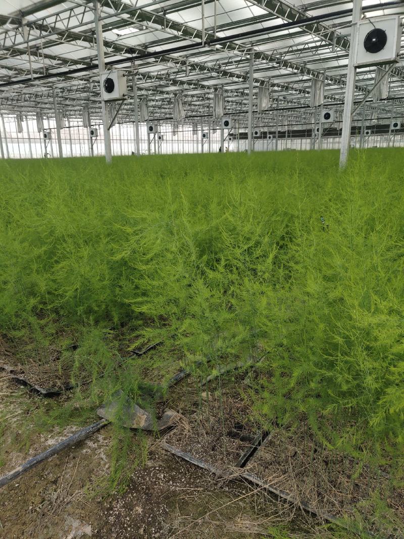 优质高产芦笋苗根山东种植合作社培育优良芦笋苗根科技园紫笋