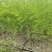 优质高产芦笋苗根山东种植合作社培育优良芦笋苗根科技园紫笋