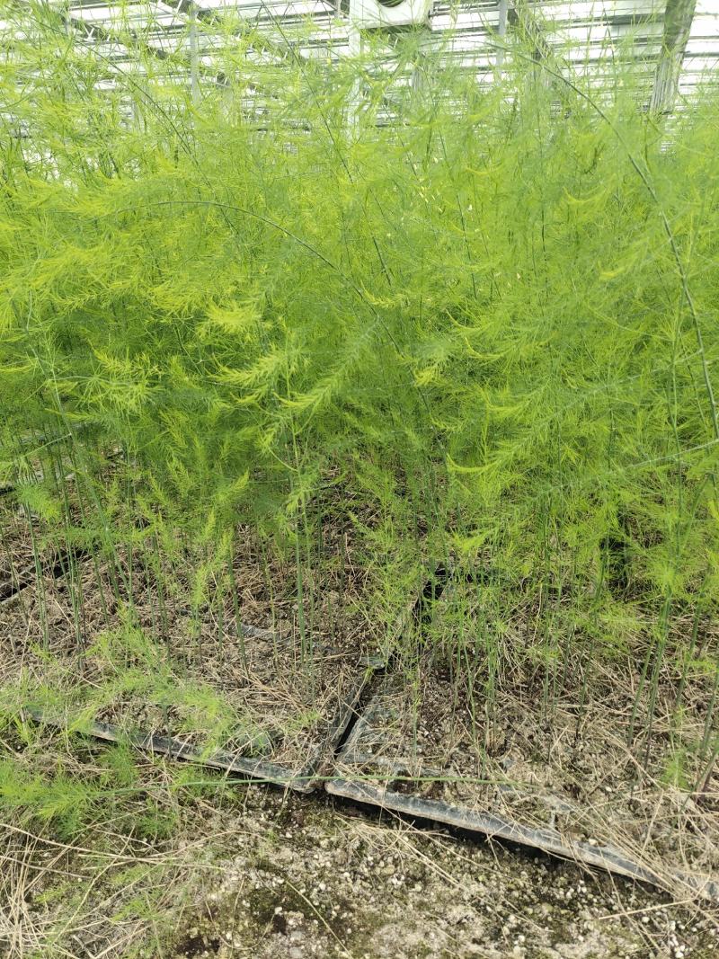 优质高产芦笋苗根山东种植合作社培育优良芦笋苗根科技园紫笋