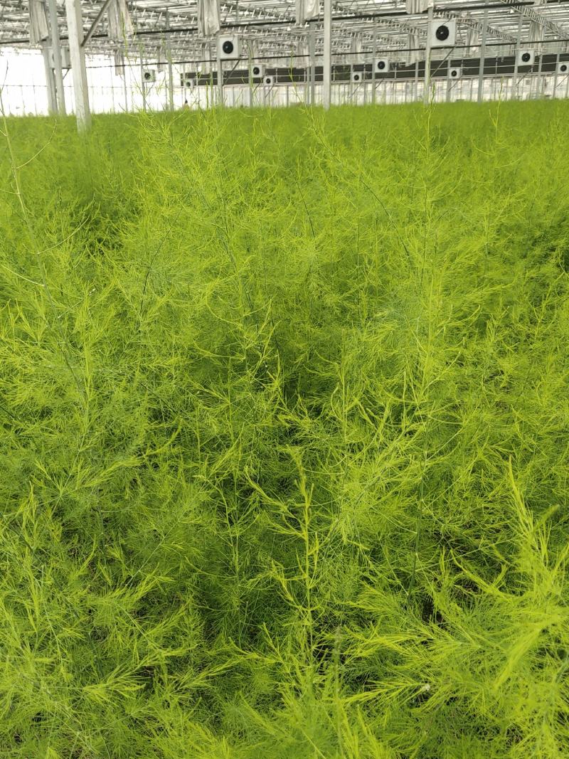 优质高产芦笋苗根山东种植合作社培育优良芦笋苗根科技园紫笋