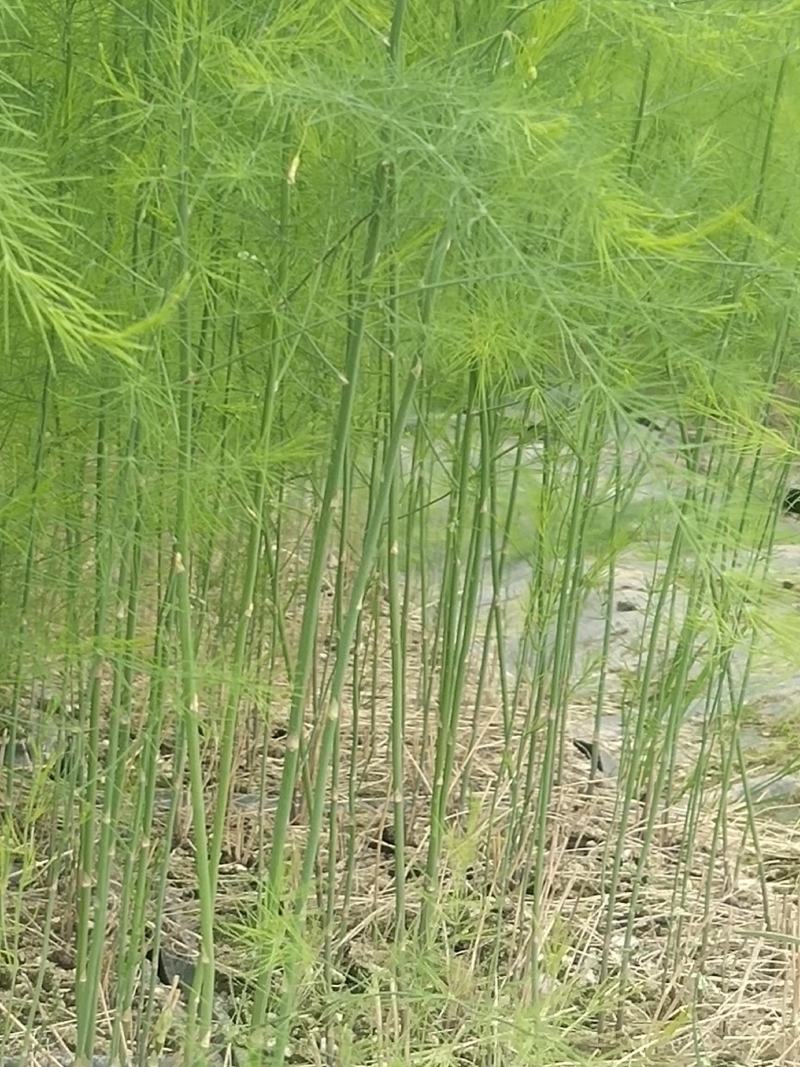 优质高产芦笋苗根山东种植合作社培育优良芦笋苗根科技园紫笋