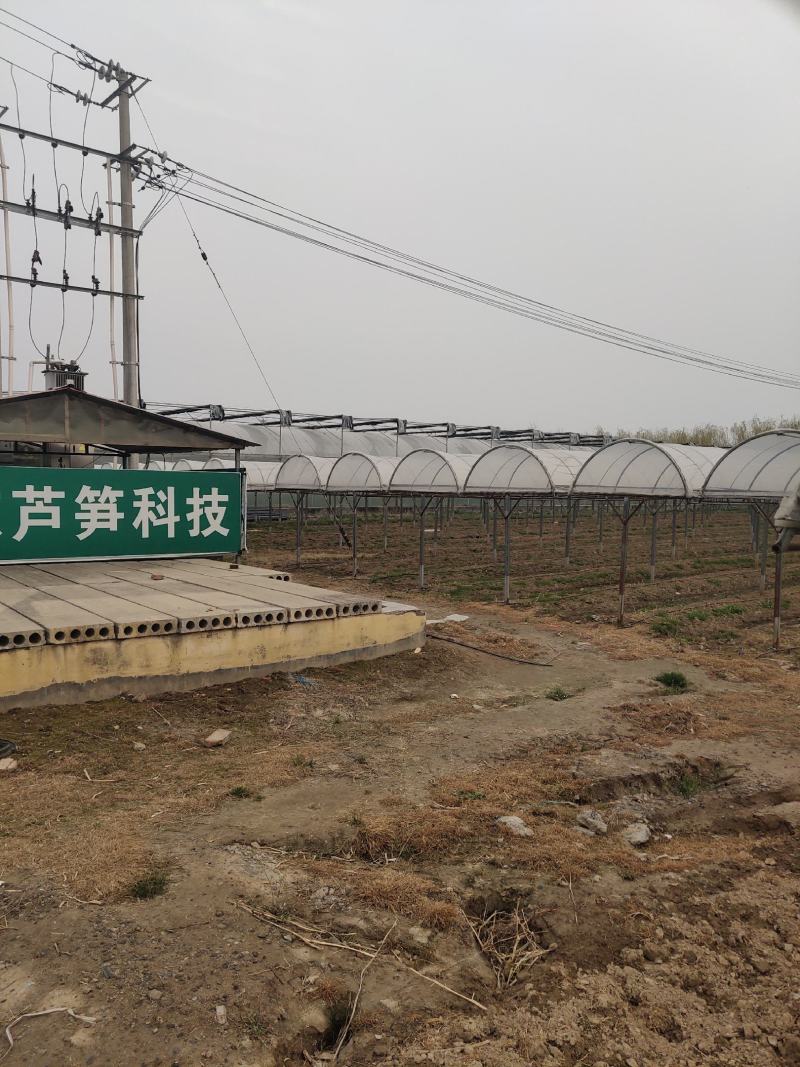优质高产芦笋苗根山东种植合作社培育优良芦笋苗根科技园紫笋