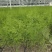 优质高产芦笋苗根山东种植合作社培育优良芦笋苗根科技园紫笋