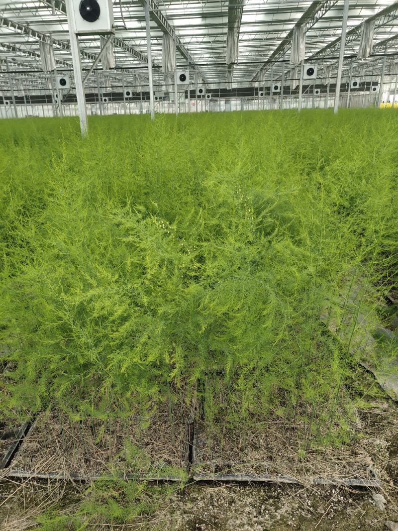 优质高产芦笋苗根山东种植合作社培育优良芦笋苗根科技园紫笋