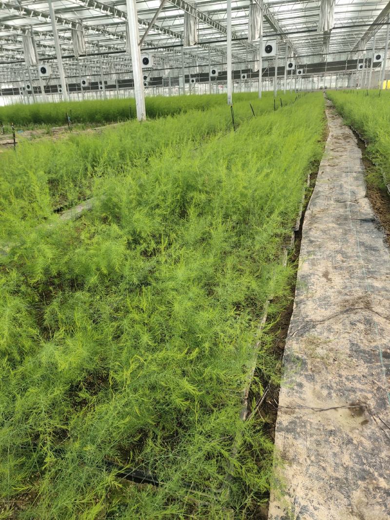 优质高产芦笋苗根山东种植合作社培育优良芦笋苗根科技园紫笋