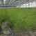 优质高产芦笋苗根山东种植合作社培育优良芦笋苗根科技园紫笋