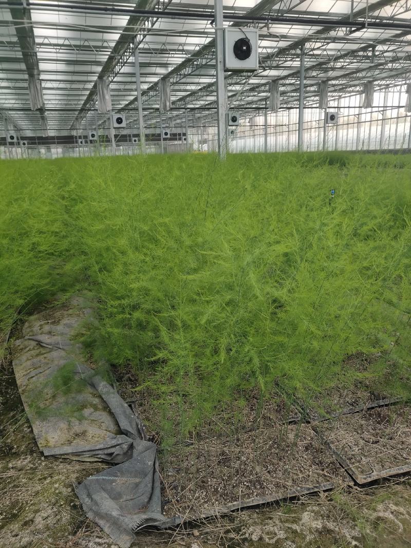 优质高产芦笋苗根山东种植合作社培育优良芦笋苗根科技园紫笋