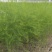 优质高产芦笋苗根山东种植合作社培育优良芦笋苗根科技园紫笋