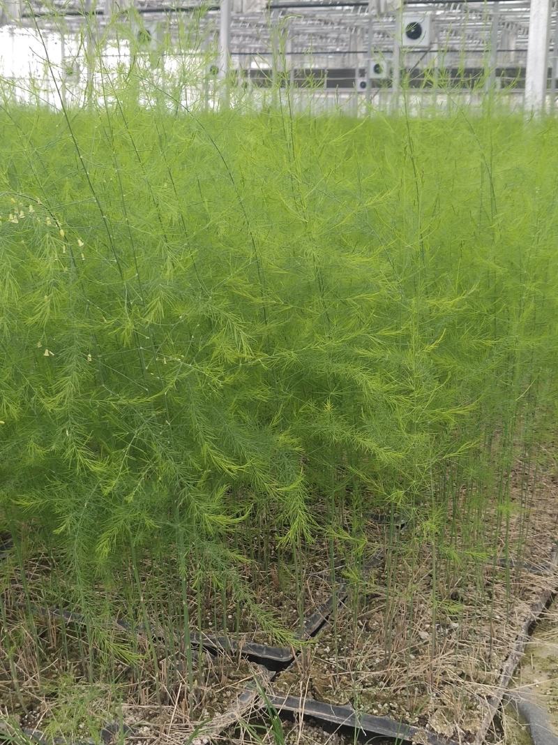 优质高产芦笋苗根山东种植合作社培育优良芦笋苗根科技园紫笋