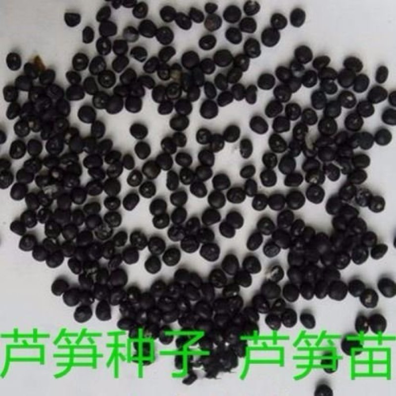 优质高产芦笋苗根山东种植合作社培育优良芦笋苗根科技园紫笋