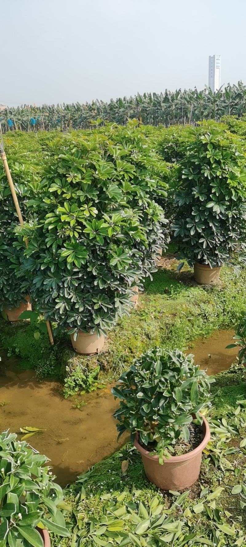 广州番禺鸭脚木，招财树。鹅掌柴，八方来财，一米四五高