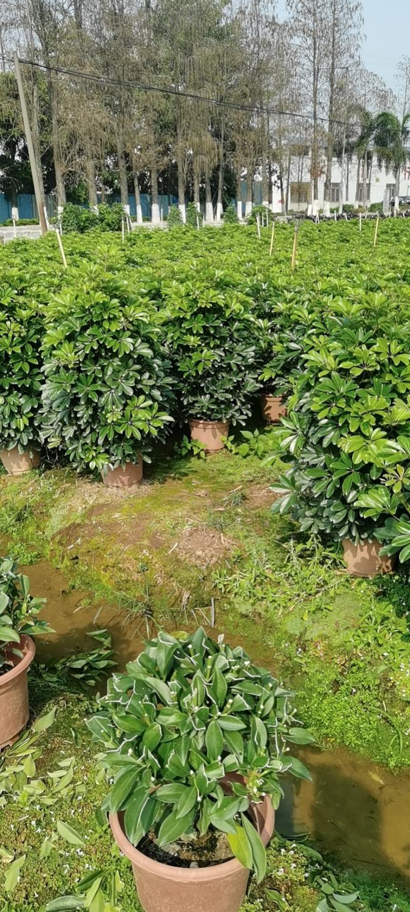 广州番禺鸭脚木，招财树。鹅掌柴，八方来财，一米四五高