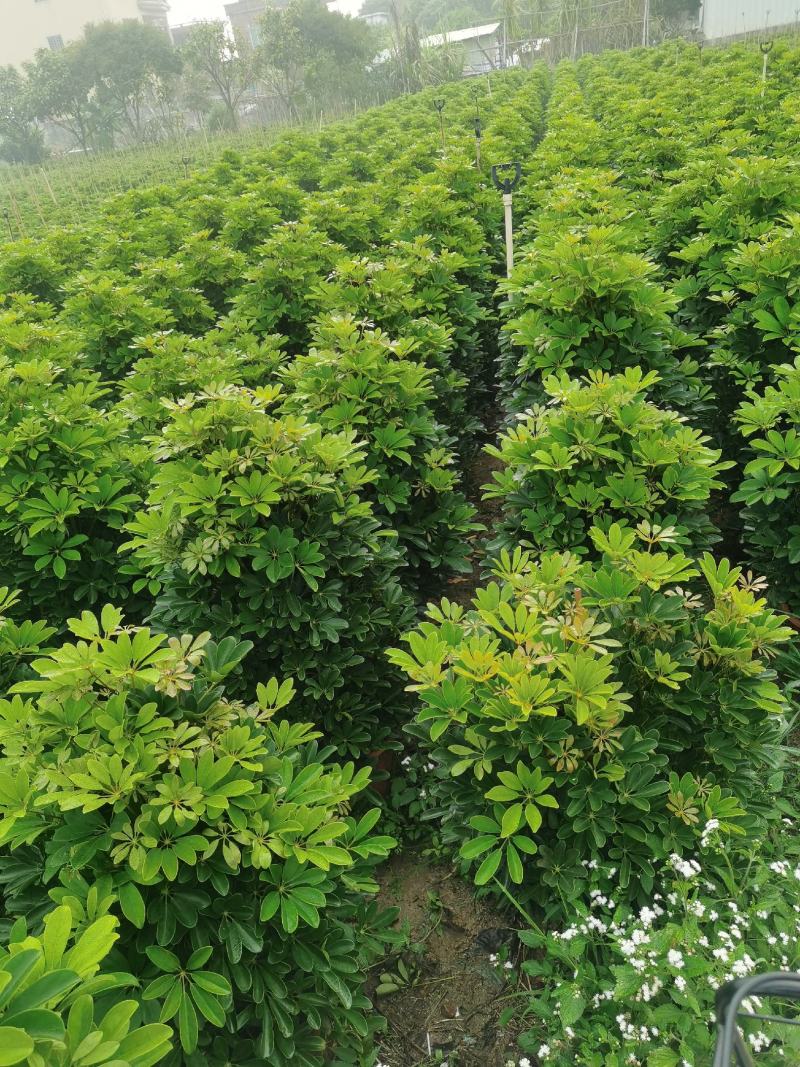 广州番禺鸭脚木，招财树。鹅掌柴，八方来财，一米四五高