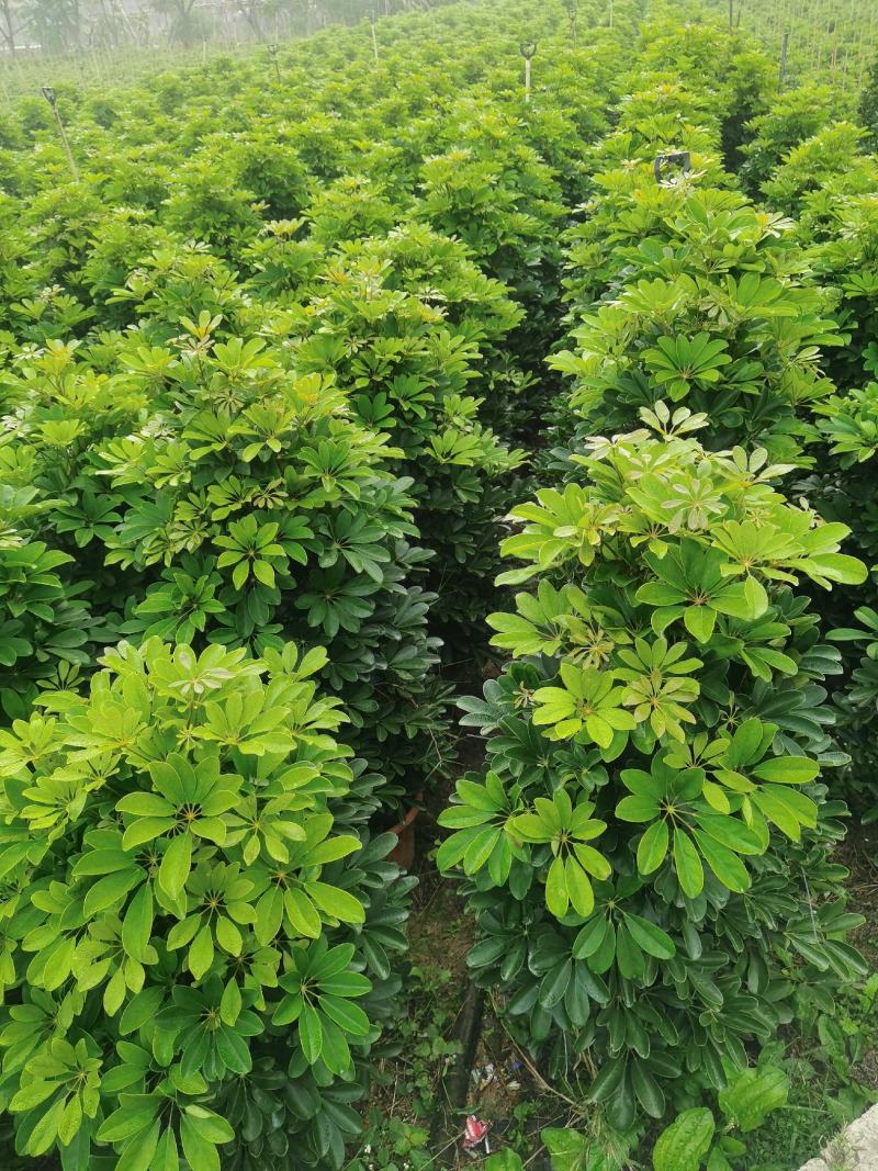 广州番禺鸭脚木，招财树。鹅掌柴，八方来财，一米四五高